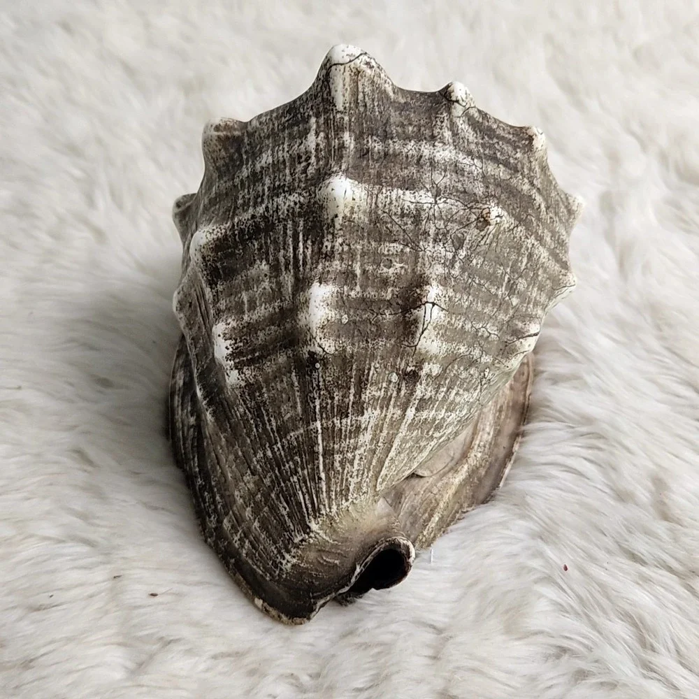 Brown & Beige Striped Helmet Conch Sea Shell 6.5